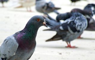Typical pigeons