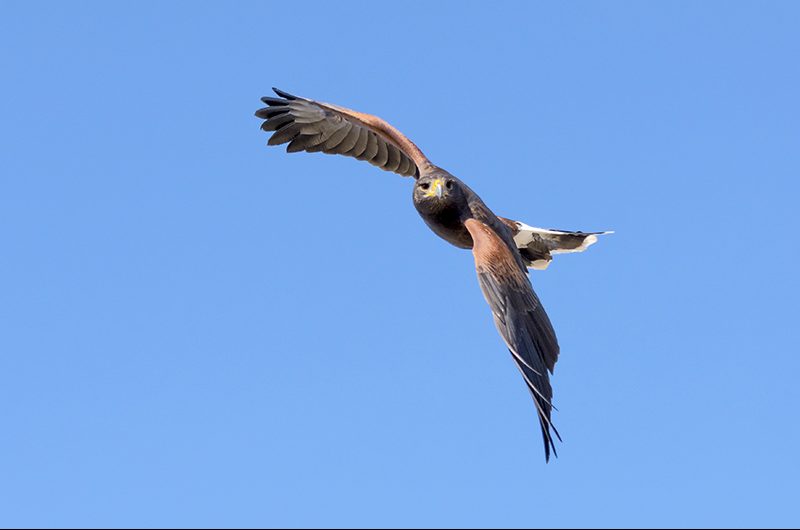 Hawk Flying