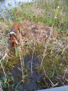 Goose Dog Checking Pond