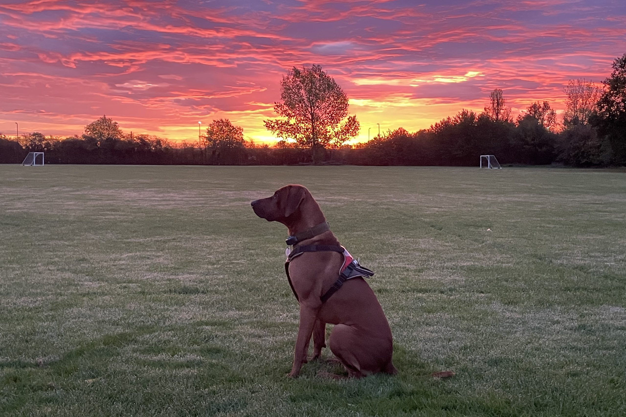 Trained Goose Deterrent Dog at Sunrise