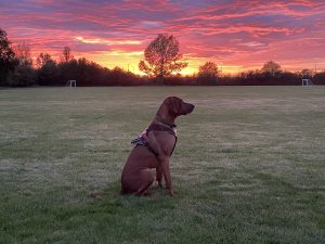 Goose Deterrent Dog at Sunrise