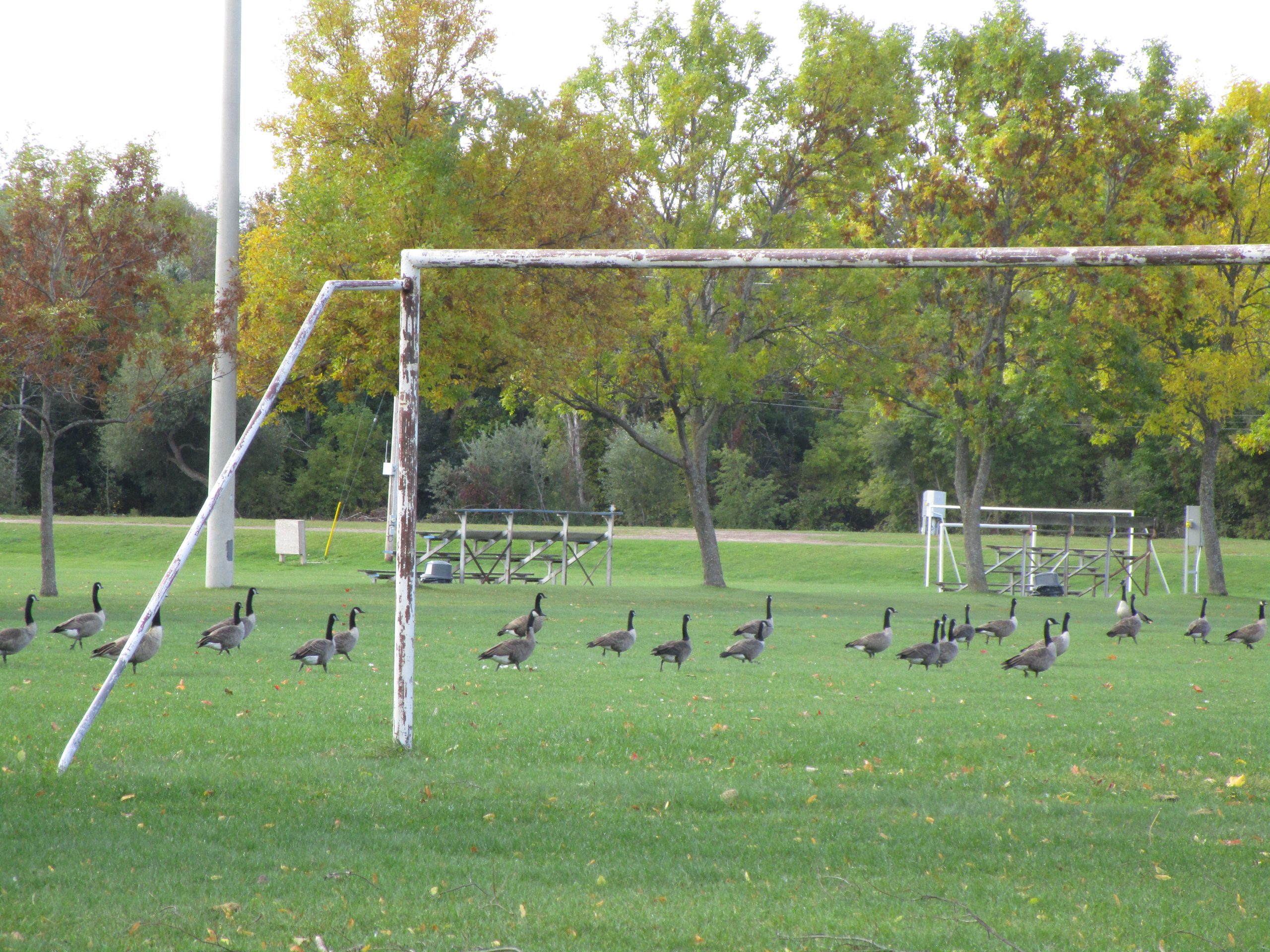 Canada Geese on a Sports Field